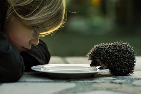fondos de pantalla hedgehog, monotreme