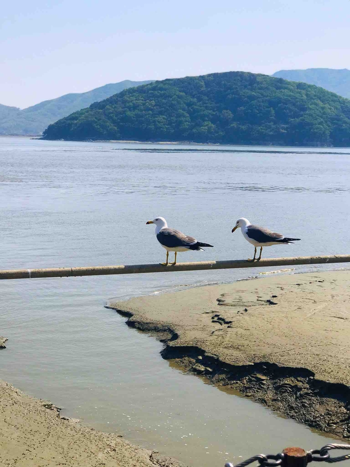 갈매기