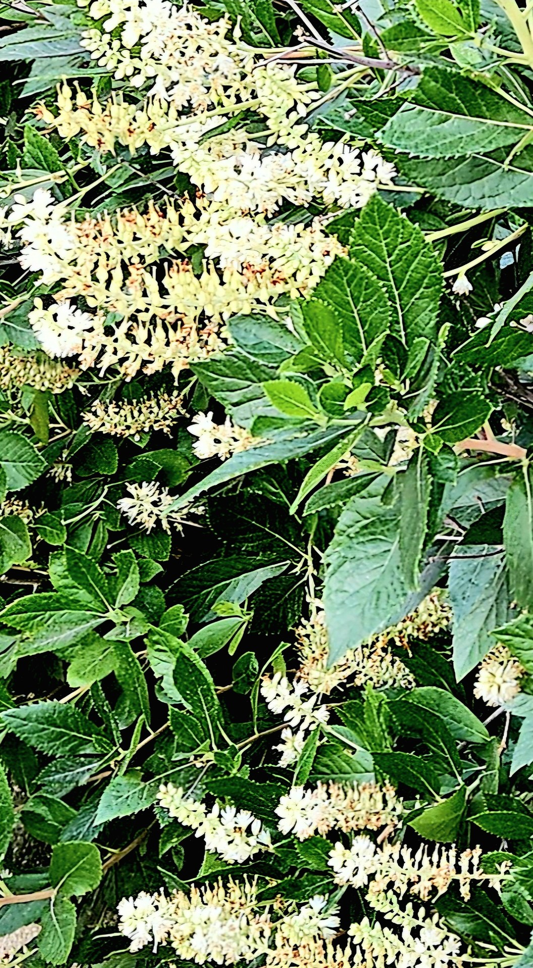 обои dicotyledon, buckwheats
