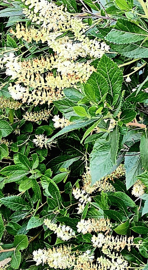 обои flower, plants