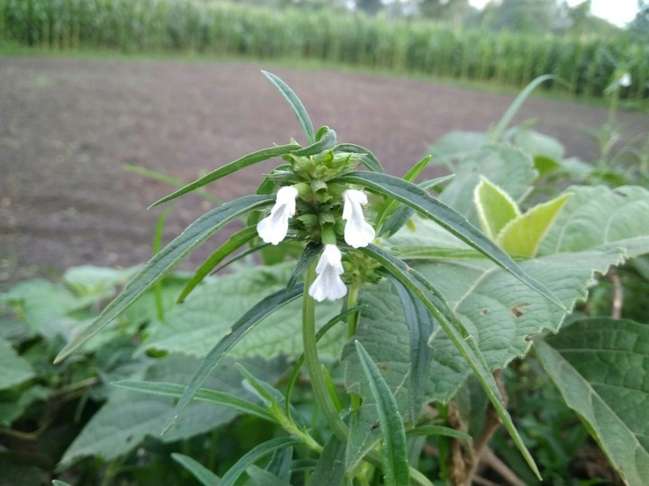 Dulfi Flower