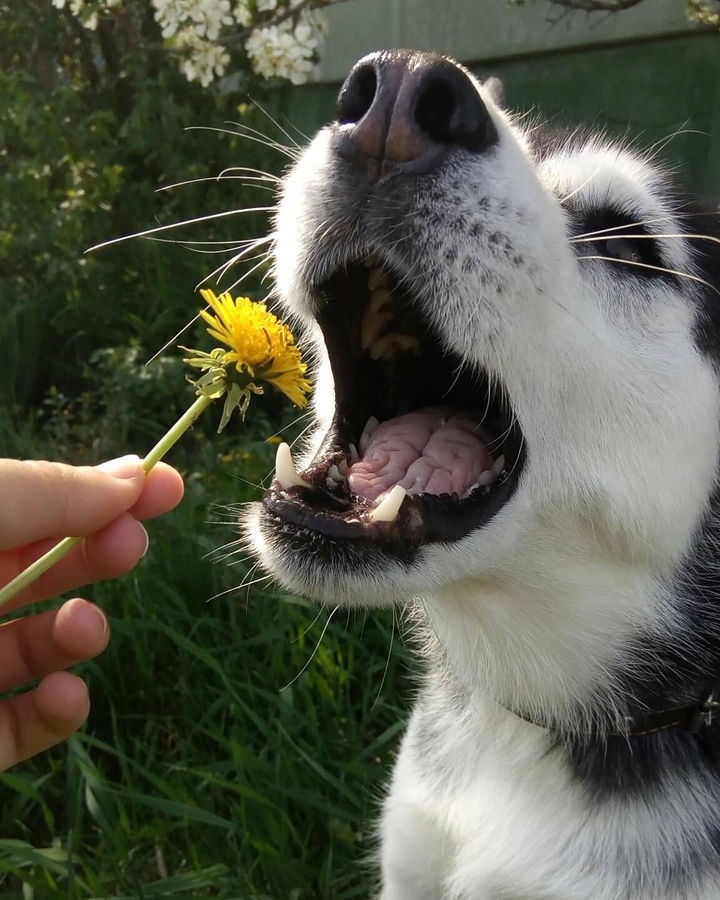 Husky