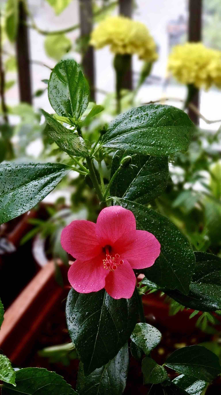 Dew Effect