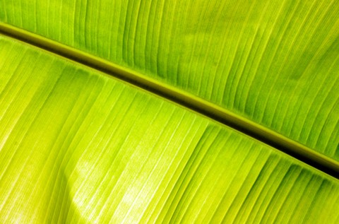 banana palm