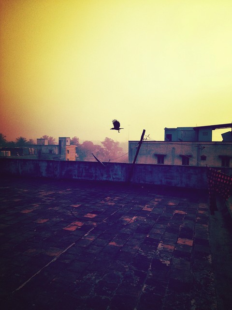 High Fly Bird......