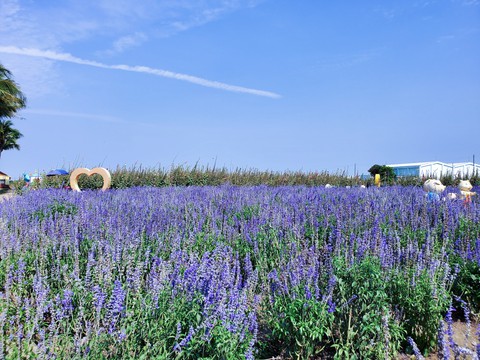 Salvia officinalis (Sage)