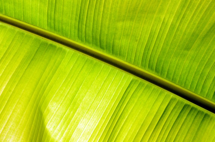 banana palm