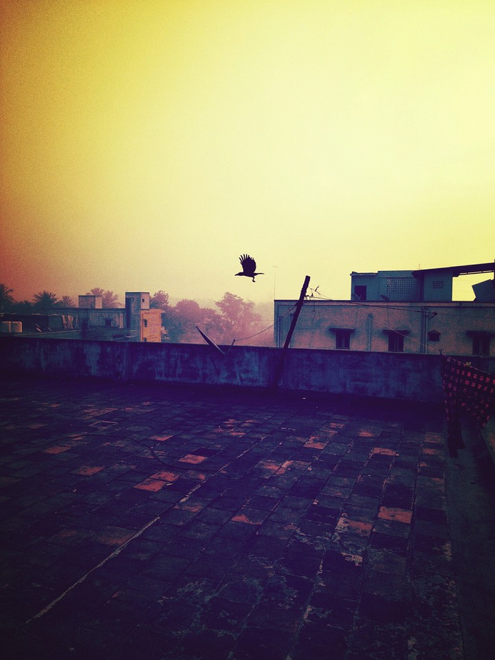 High Fly Bird......