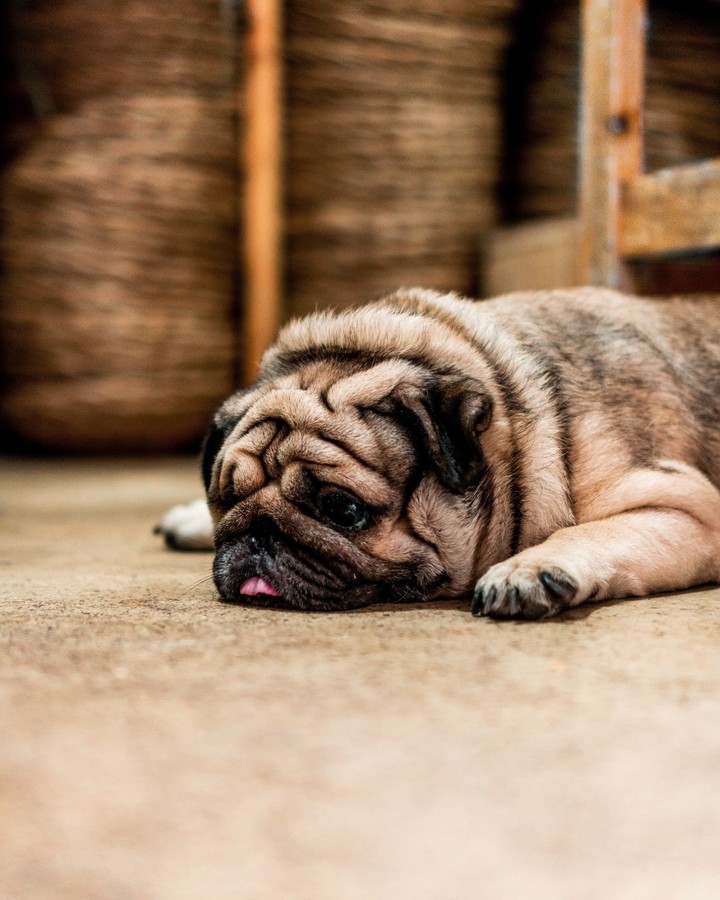 Pug