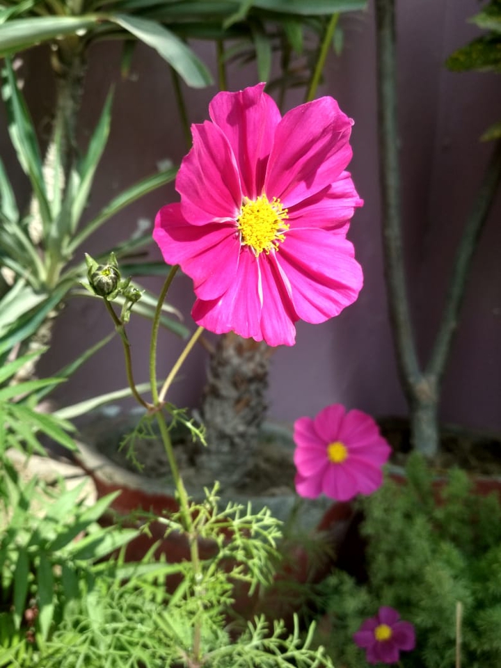 blossom