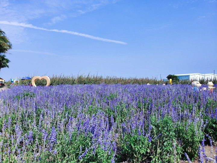 Salvia officinalis (Sage)