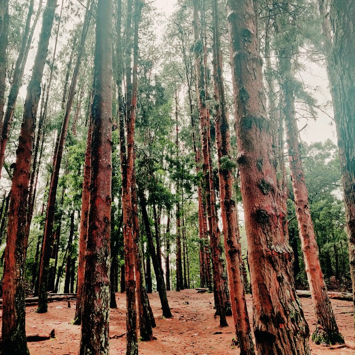 Tall trees