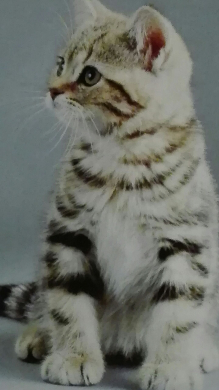 Meine Katze