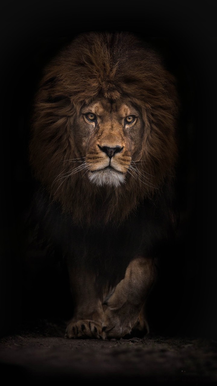 The lion King
