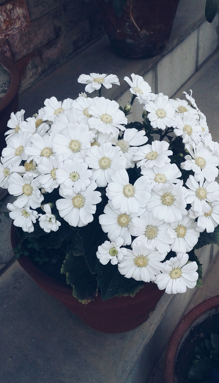 Flower that smells the sweetest is shy and lowly.