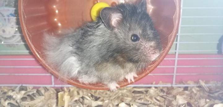 Jimmy the hams