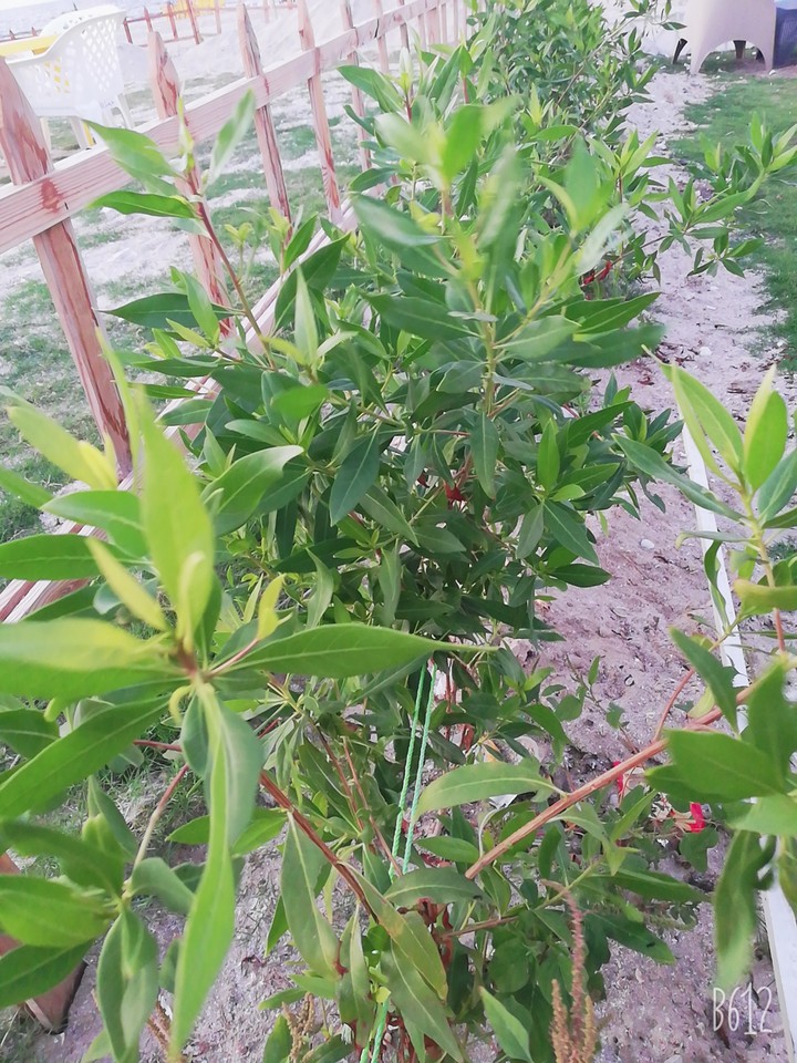 bushes