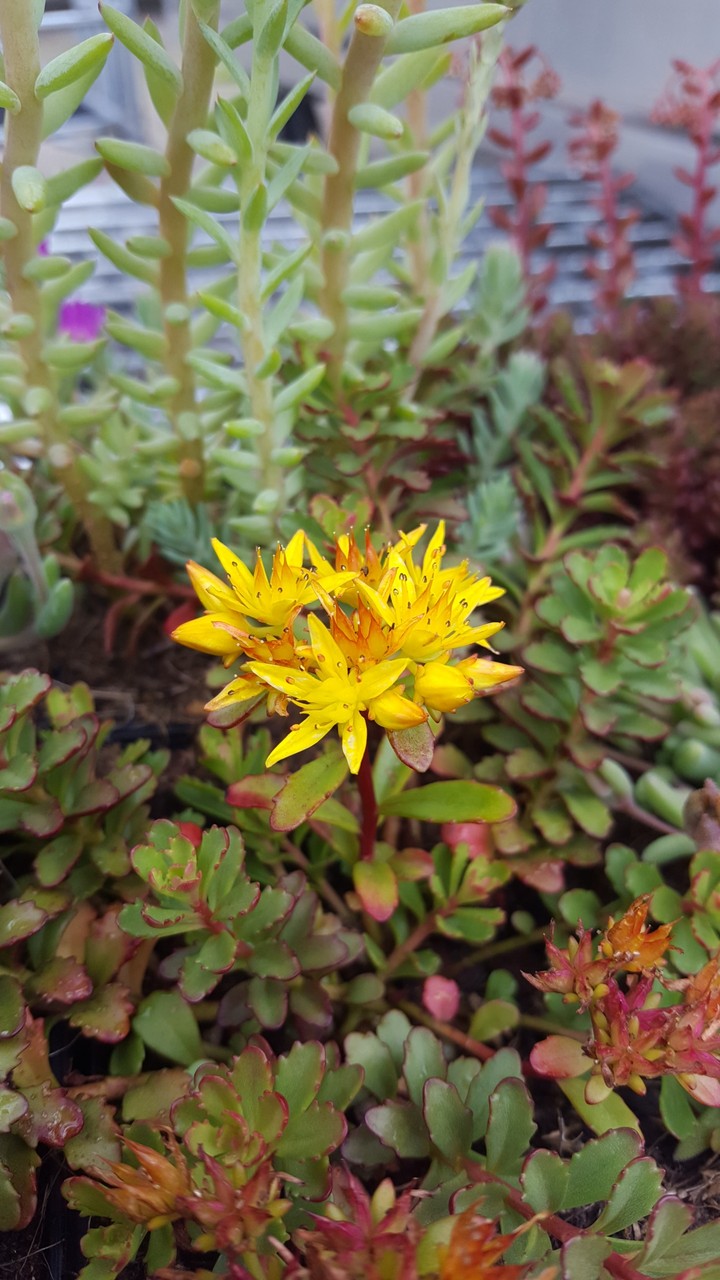 Beautiful Flower