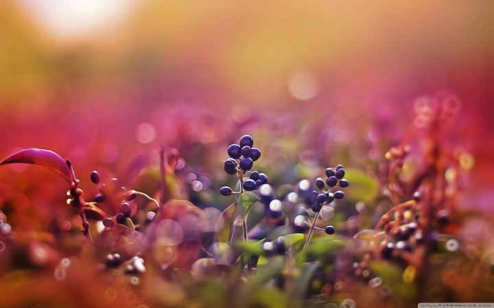 Bokeh !!