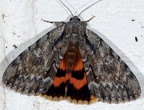 fondos de pantalla arthropod, pest