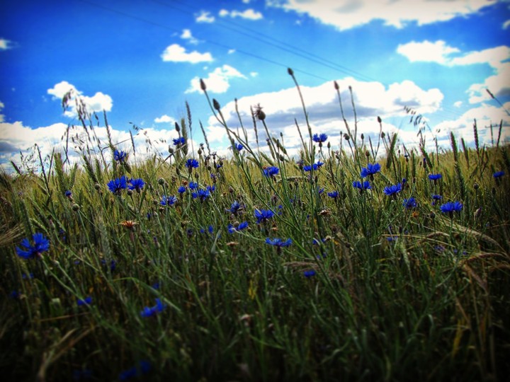 flowers