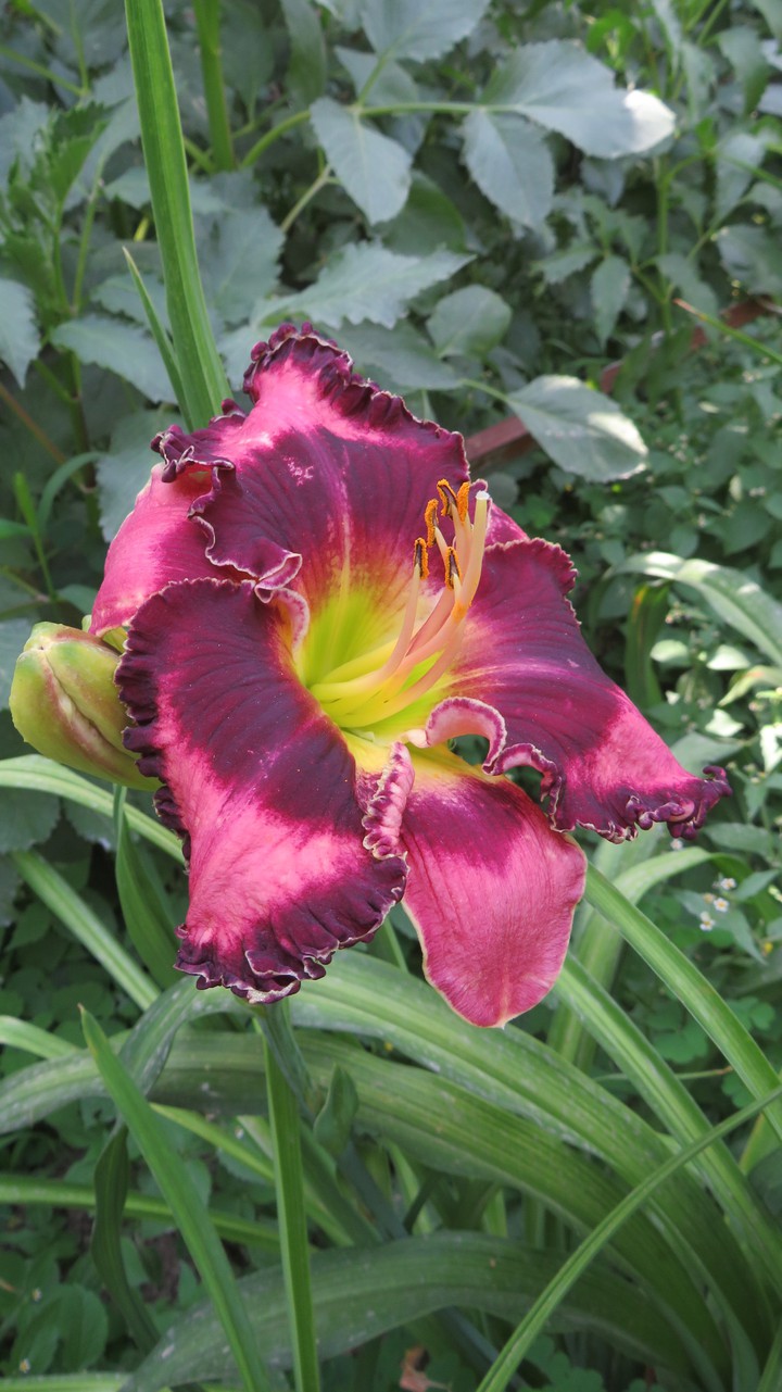 lily