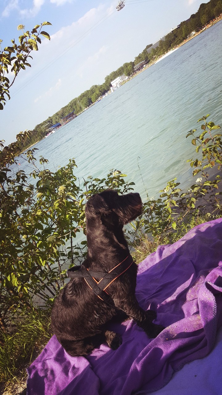 Dog in the nature