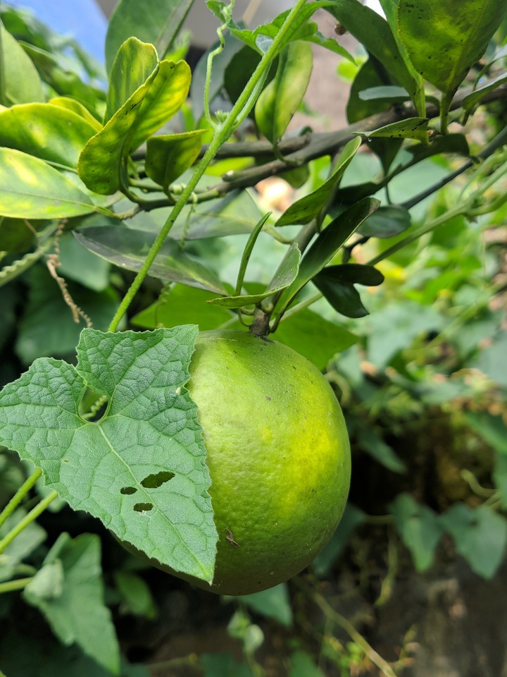 Fresh Fruit