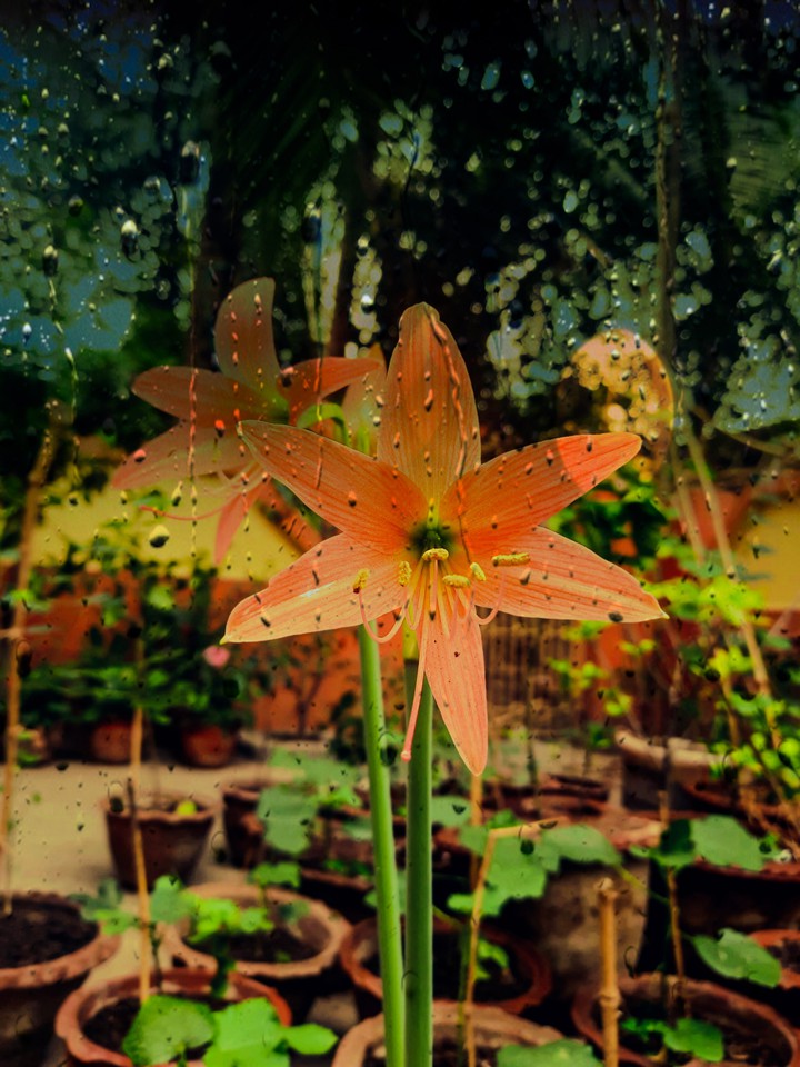 Globous Lily