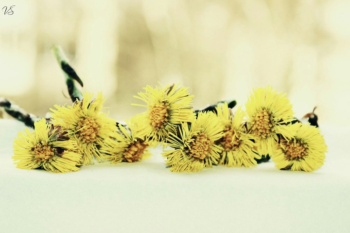 flor, цветок