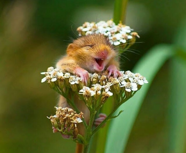 HAPPY