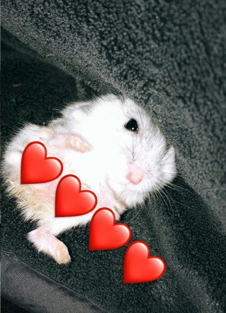 Hamster