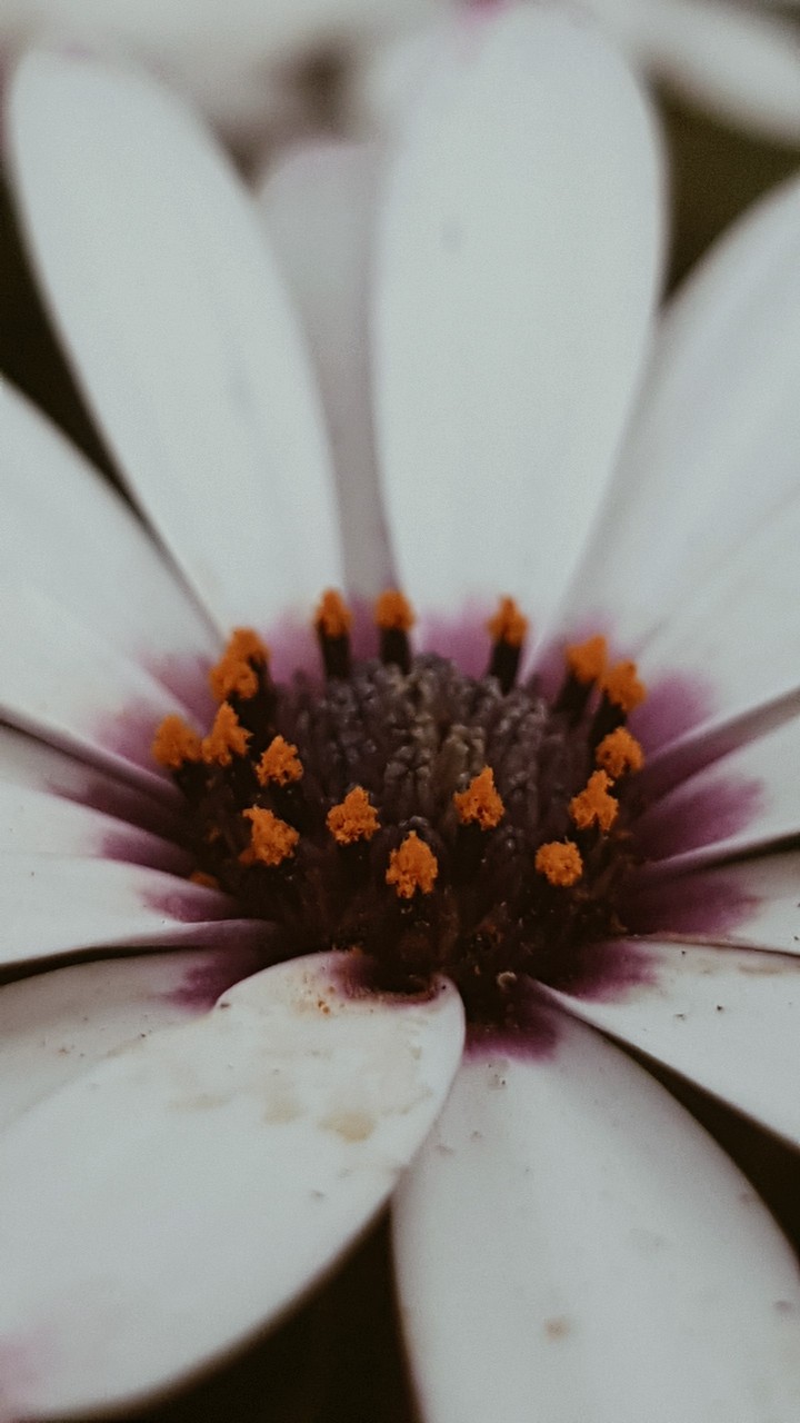 Beautiful Flower Bella