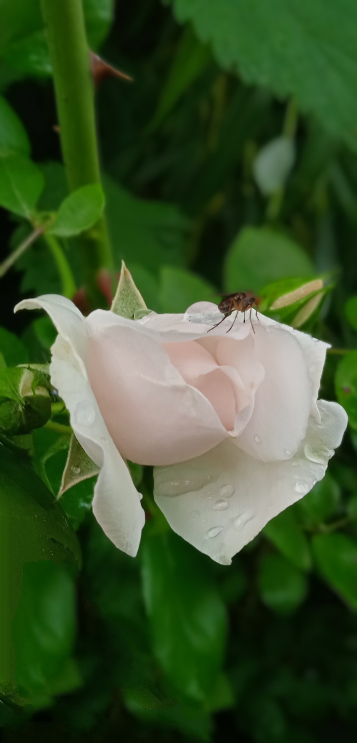 roses