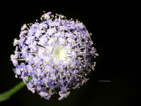 Cuizhu flower 翠珠花(藍蕾絲花）