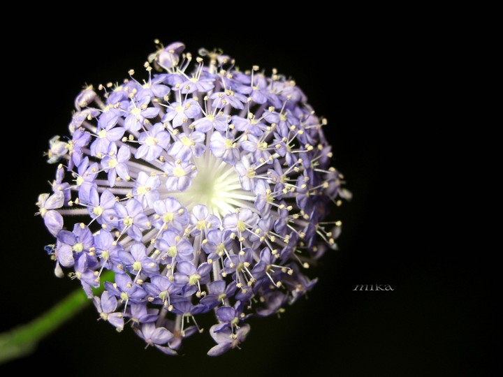 Cuizhu flower 翠珠花(藍蕾絲花）