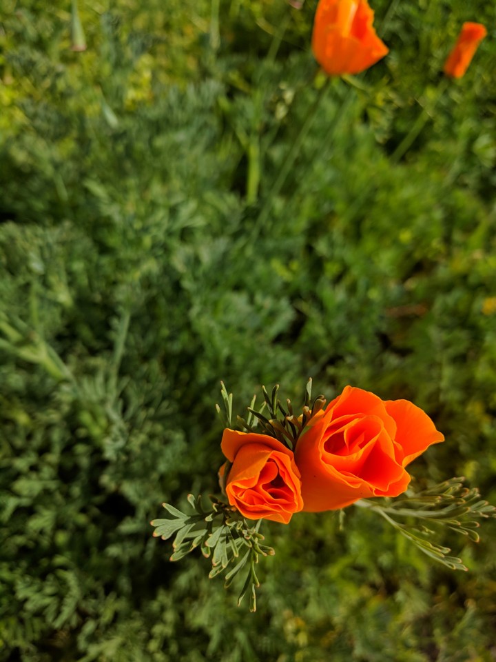 Poppy's