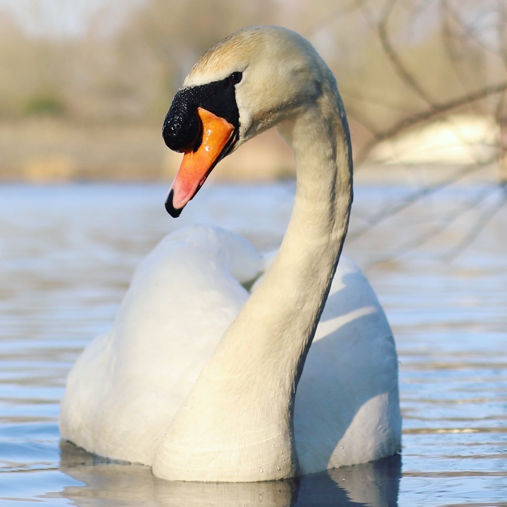 White Swam