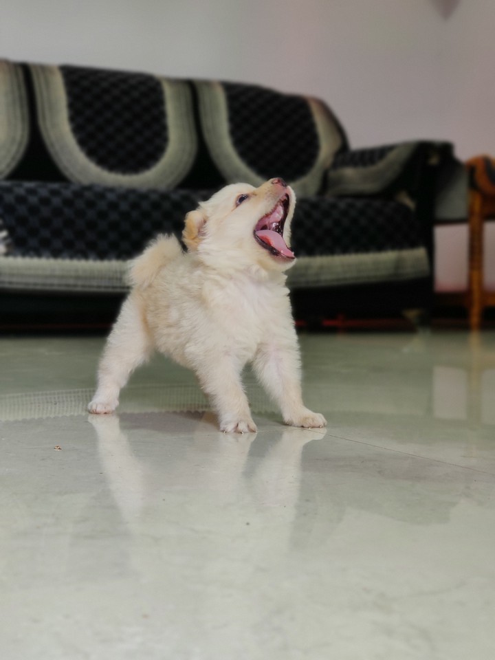 Roar puppy roar?