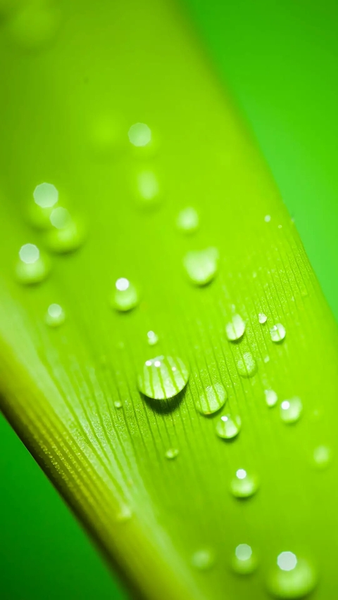 Raindrops
