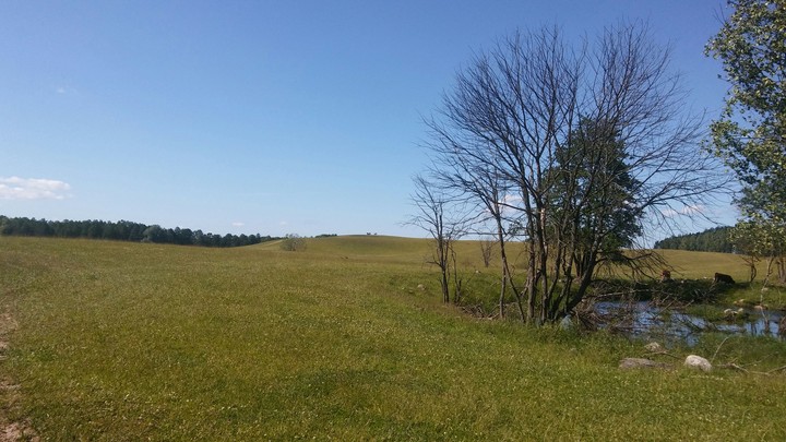 Polish Meadow