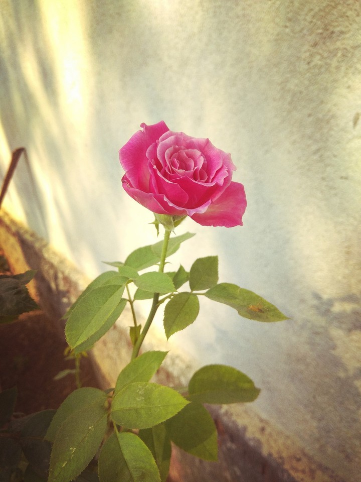 my favourite rose love
