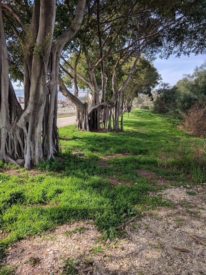 Trees