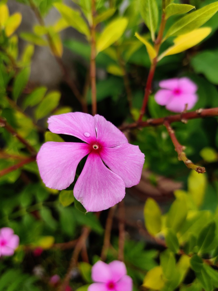 Flower