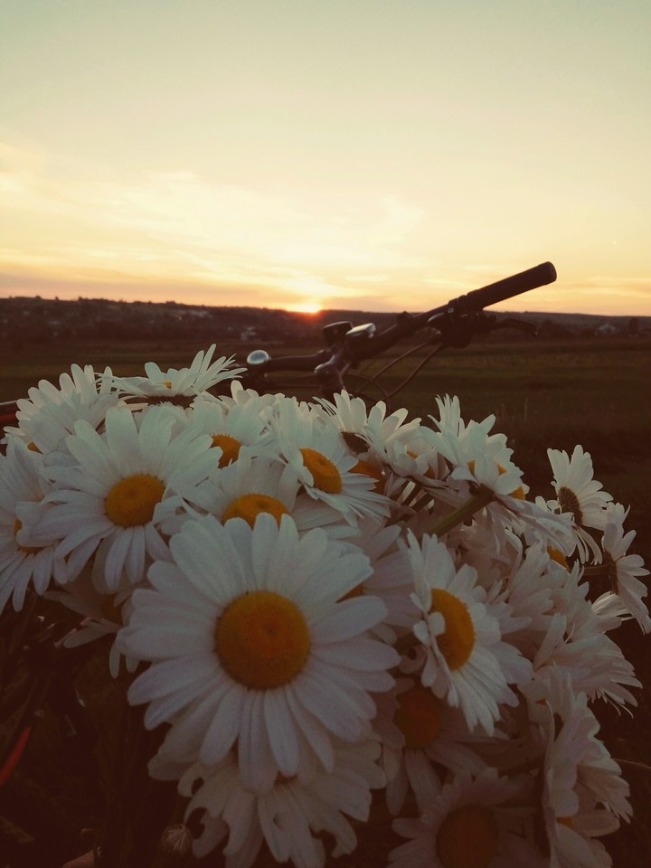 camomile )