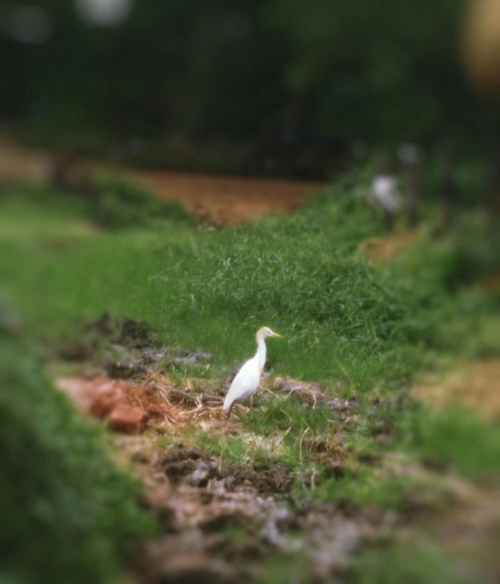 bird