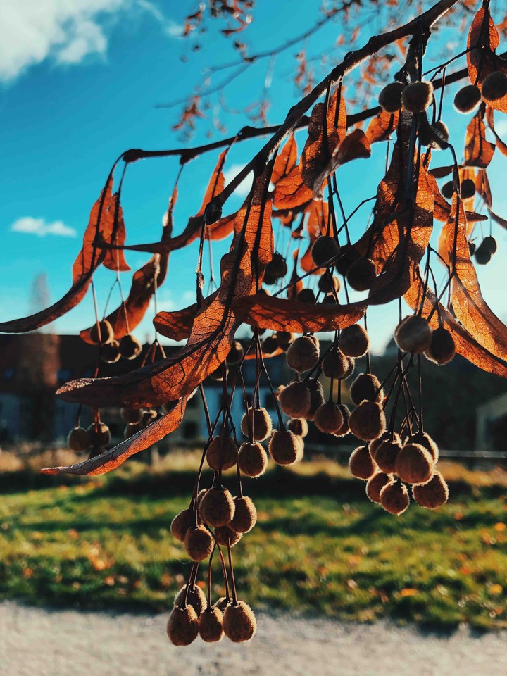 Tree in the park