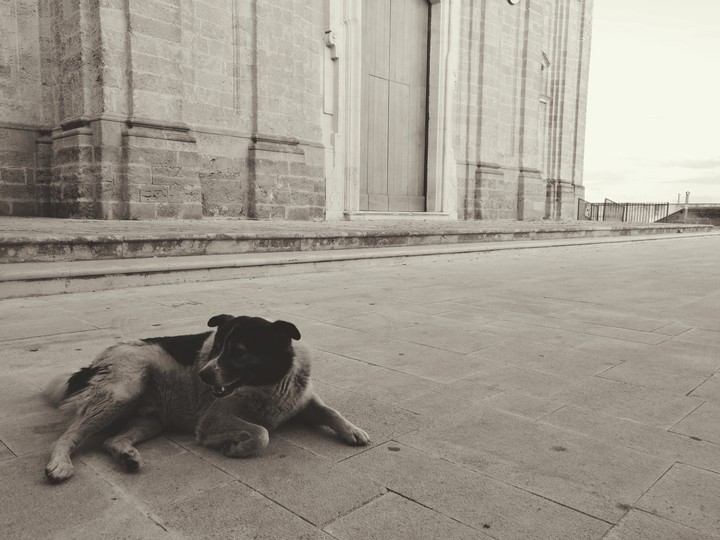 Dog.
