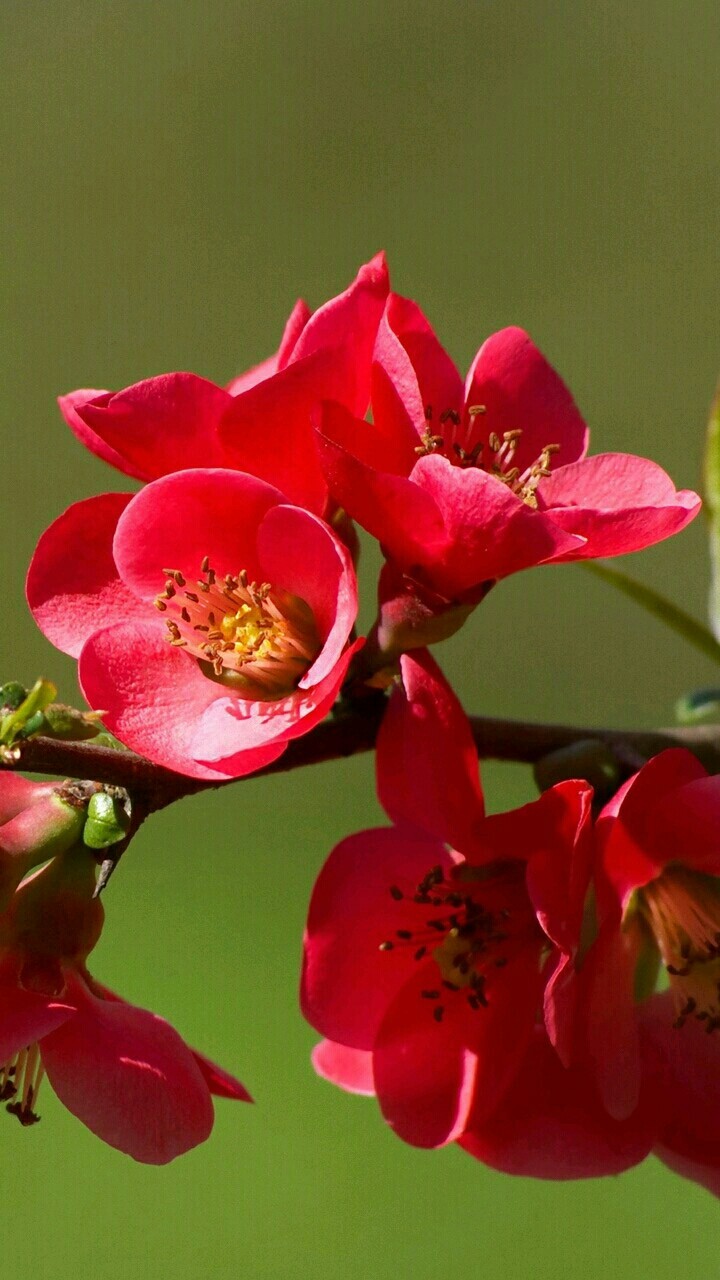 Nice Flowers