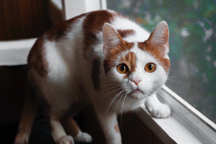 cat